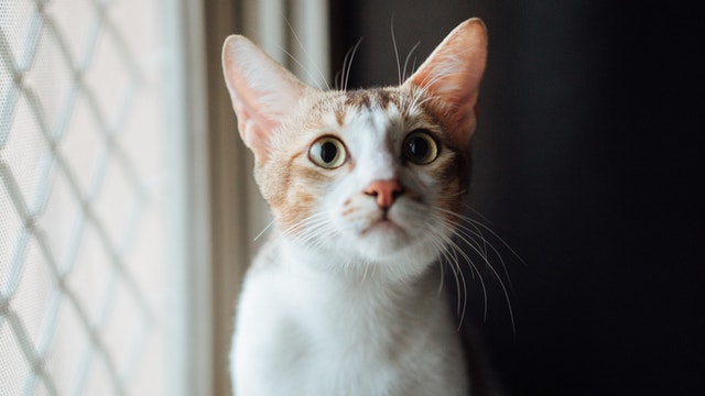 Japanese Bobtail