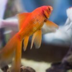 Top 7 Best Aquarium Coffee Tables for Fishes