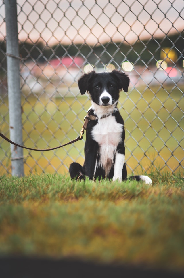 Making Kennels for Dogs