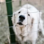 Most Important Things to Consider when Making Kennels for Dogs