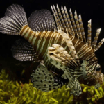 Top 7 Bacterial Diseases of Fish | Indications and Treatments