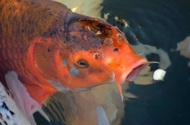 Bacterial Diseases of Fish