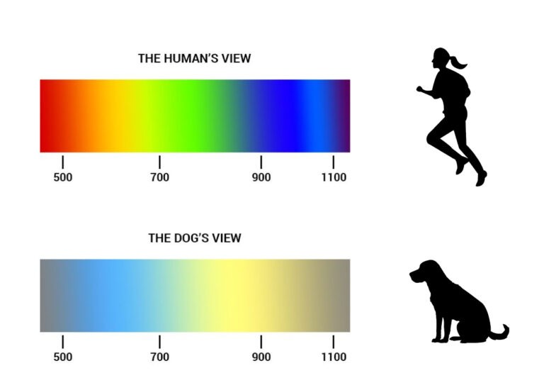 Meaning Dog Eye Reflection Color Chart