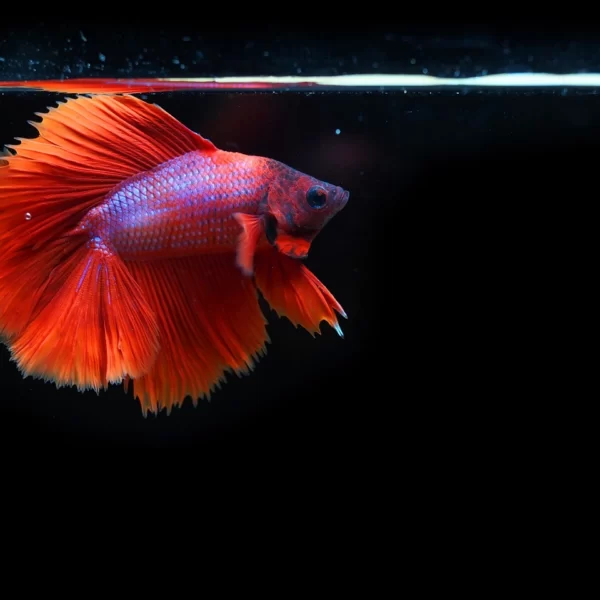 Life Expectancy Of A Betta Fish: Best Complete Guide