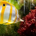 The Aquarium Nitrogen Cycle - Best Beginner's Guide