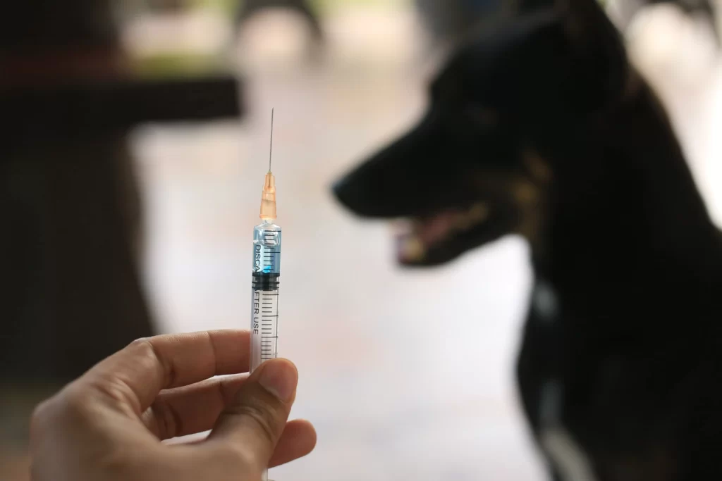 How Often Does a Dog need a Rabies Vaccine