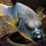 The Ultimate Guide To Freshwater Puffer Fish (Top 5 Puffers)