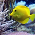 How To Keep Your Aquarium Fish Healthy