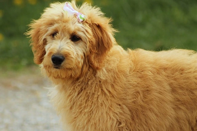 What is a Goldendoodle?