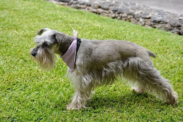  Schnauzer