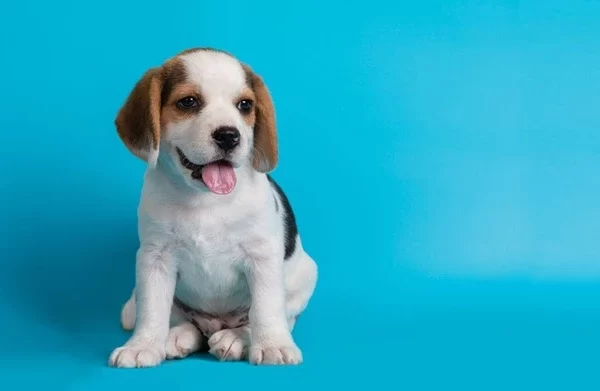 Puppy Dehydration: Powerful Signs Of Dehydration In A Puppy