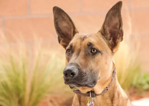 Belgian Malinois Border Collie Mix: The Best Study