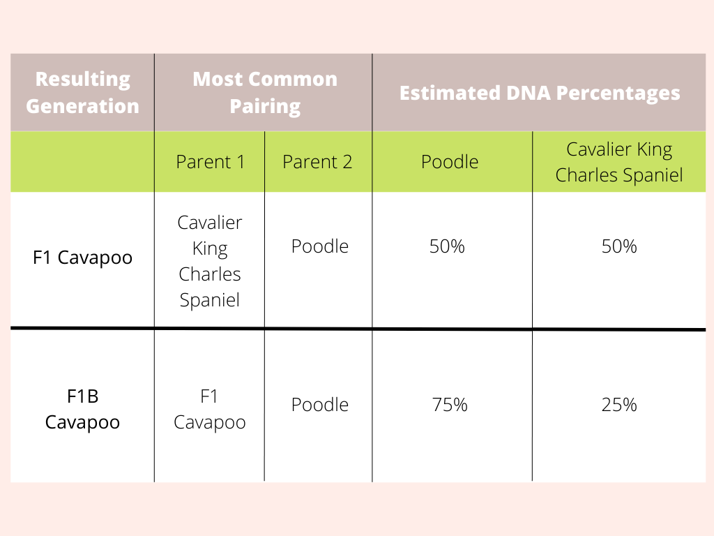 What is the difference between F1 and F1b Cavapoo