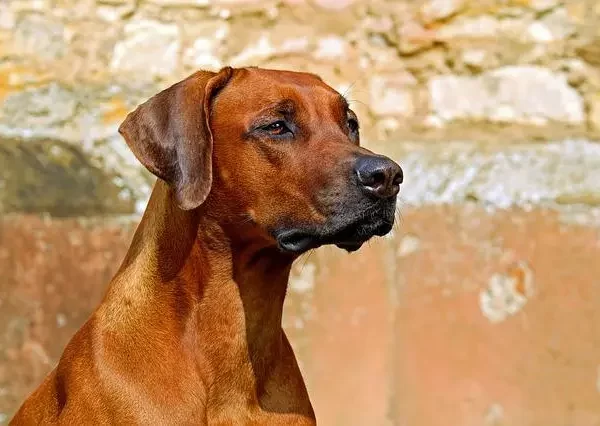 How to Discipline a Rhodesian Ridgeback | The Best Case Study