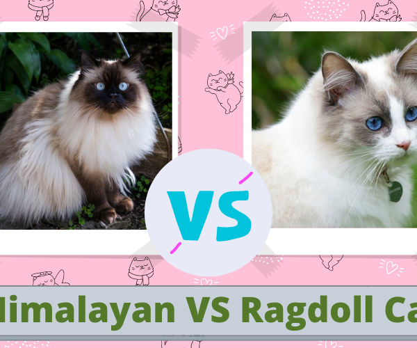 Himalayan Vs Ragdoll Cat: Which Cat Is Best For You