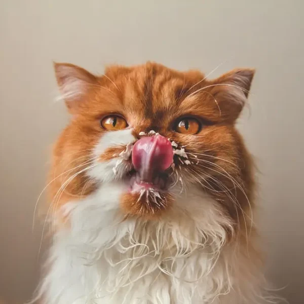 Can Cats Have Whipped Cream from Starbucks: The Best Guide