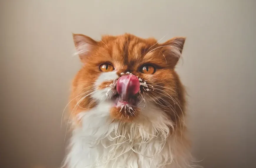 Can Cats Have Whipped Cream from Starbucks: The Best Guide