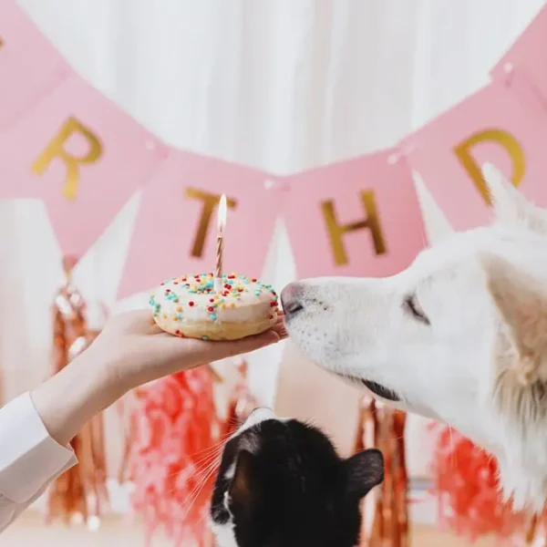 Can Dogs Eat Sprinkles? The Best Answer.