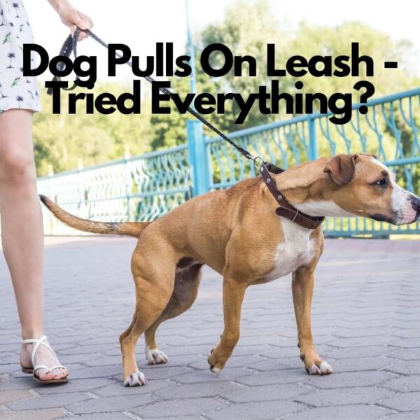 Dog Pulls On Leash Tried Everything – What can You Do?