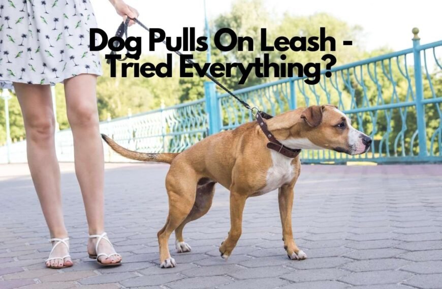 Dog Pulls On Leash Tried Everything – What can You Do?