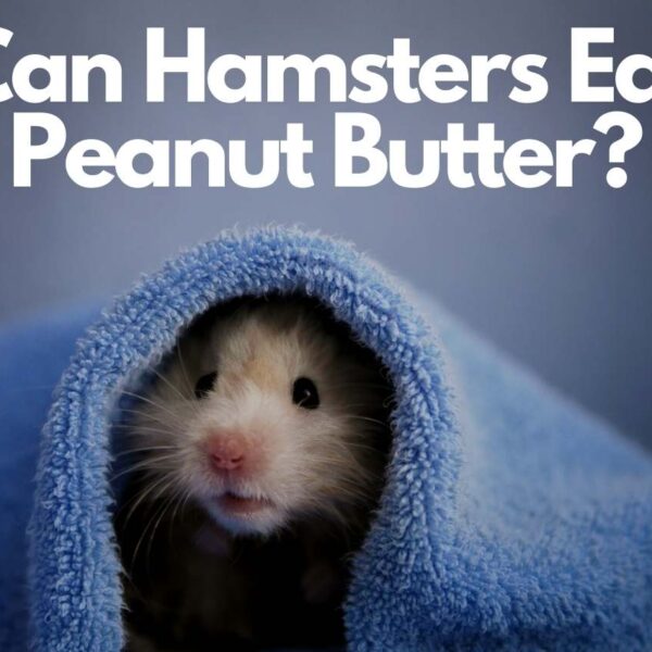 Can Hamsters Eat Peanut Butter? Different Types of Hamsters Included