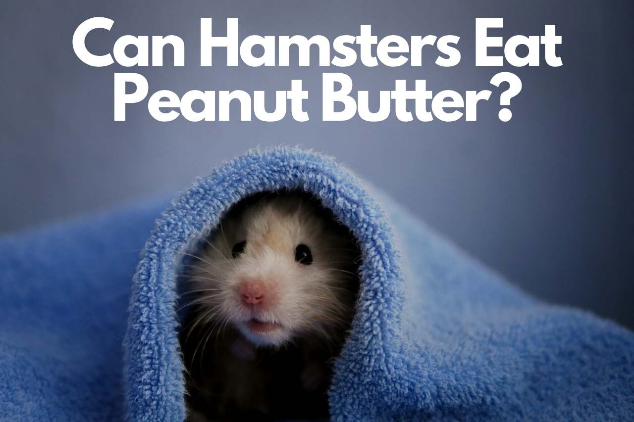 can hamsters eat peanut butter