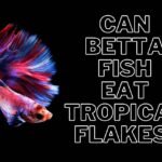 Can Betta Fish Eat Tropical Flakes