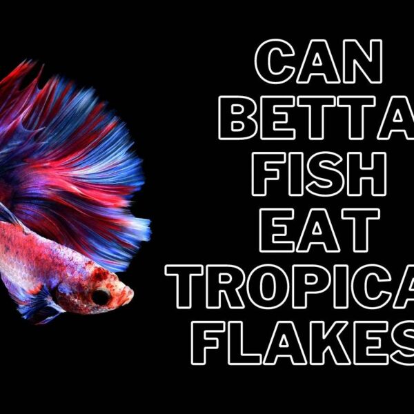 Can Betta Fish Eat Tropical Flakes? A Detailed Report