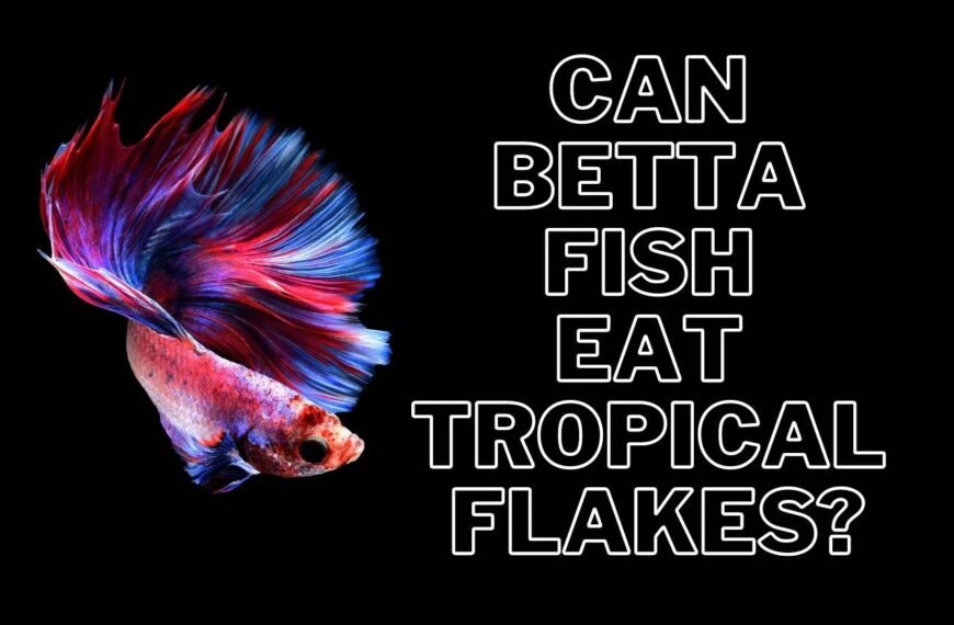 Can Betta Fish Eat Tropical Flakes? A Detailed Report