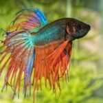How often do you clean a betta fish tank