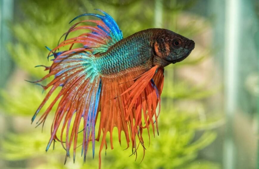 How Often Do You Clean A Betta Fish Tank? Updated Guide