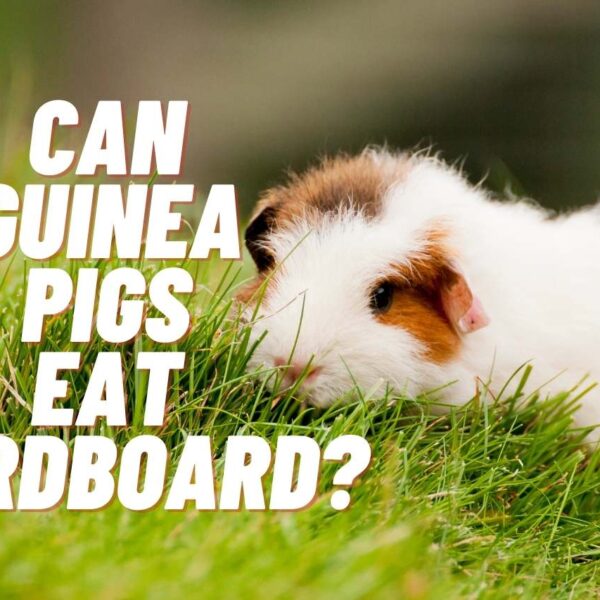 Can Guinea Pigs Eat Cardboard? – Comprehensive Guide