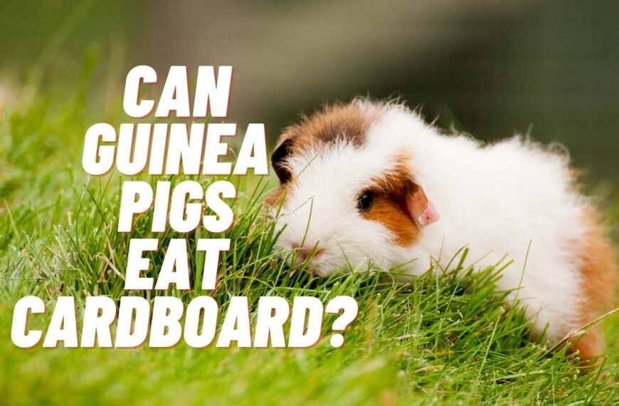 Can Guinea Pigs Eat Cardboard? – Comprehensive Guide