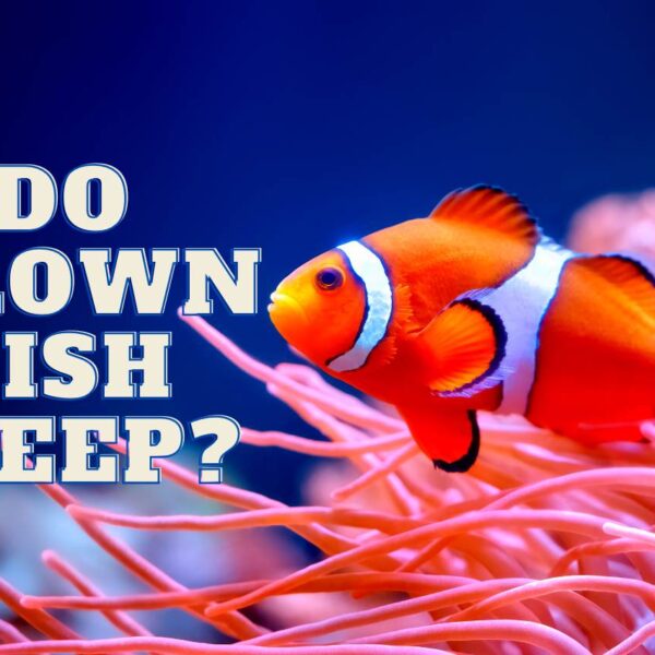 Do Clown Fish Sleep? [Where, When, How Long and More]