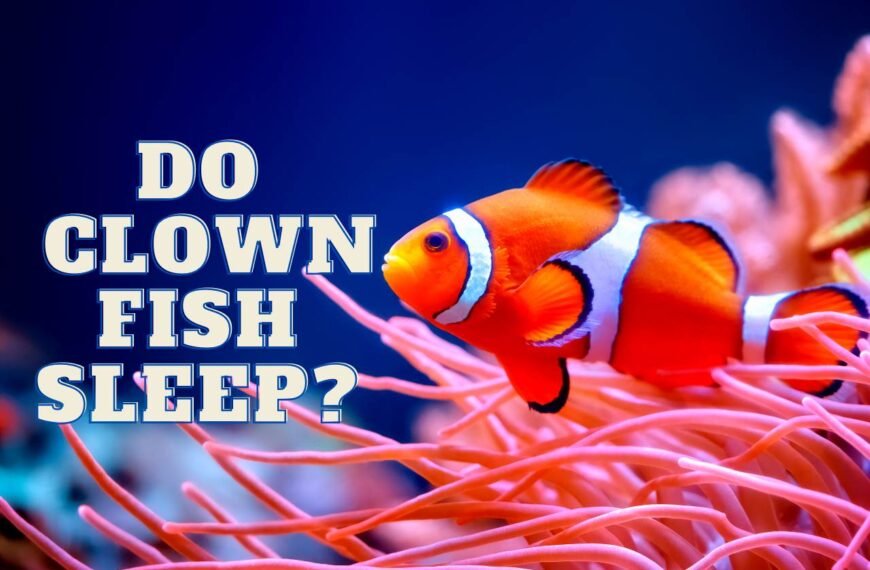 Do Clown Fish Sleep? [Where, When, How Long and More]