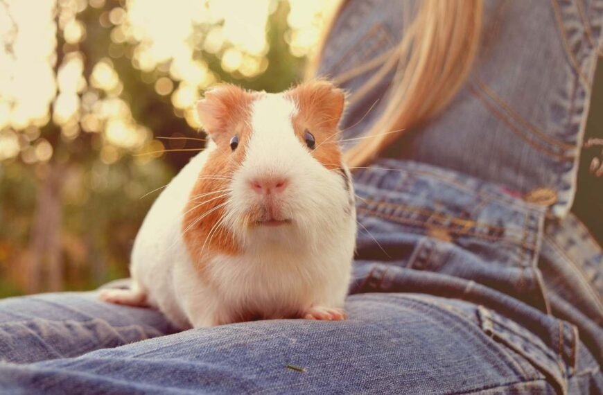 Do Guinea Pigs Hibernate? – Comprehensive Guide