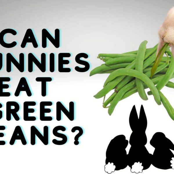 Can Bunnies Eat Green Beans? [Health Guide & Issues]