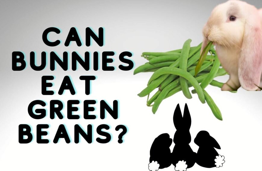 Can Bunnies Eat Green Beans? [Health Guide & Issues]
