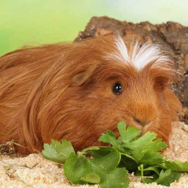 Can Guinea Pigs Eat Spring Mix? (Which Variety, How Much & More)