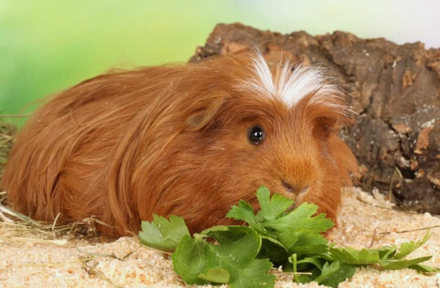 Can Guinea Pigs Eat Spring Mix? (Which Variety, How Much & More)