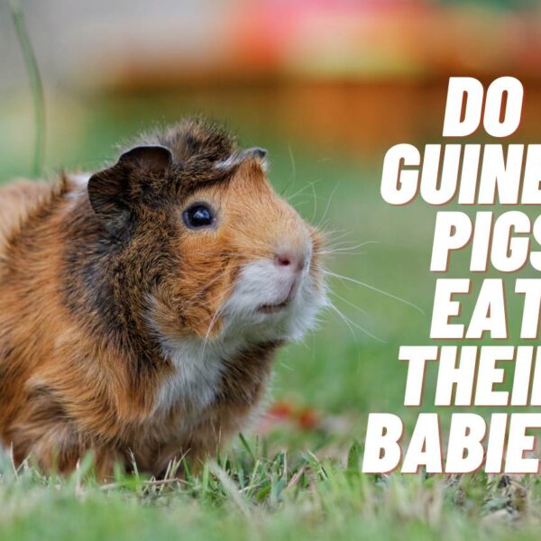 Do Guinea Pigs Eat Their Babies? [The Surprising Truth]