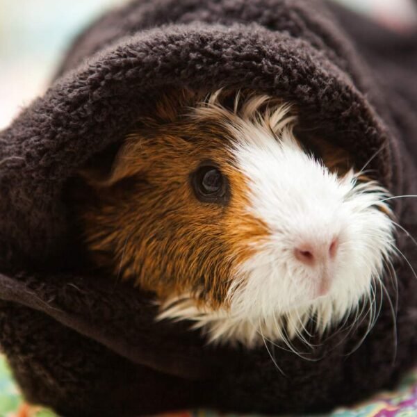 Do Guinea Pigs Sleep with their Eyes Open? [Squeaks and Nibbles]