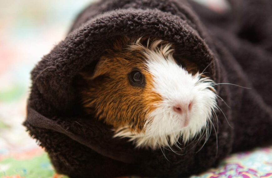 Do Guinea Pigs Sleep with their Eyes Open? [Squeaks and Nibbles]