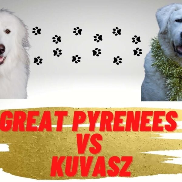 Great Pyrenees vs Kuvasz – What are the Key Differences?