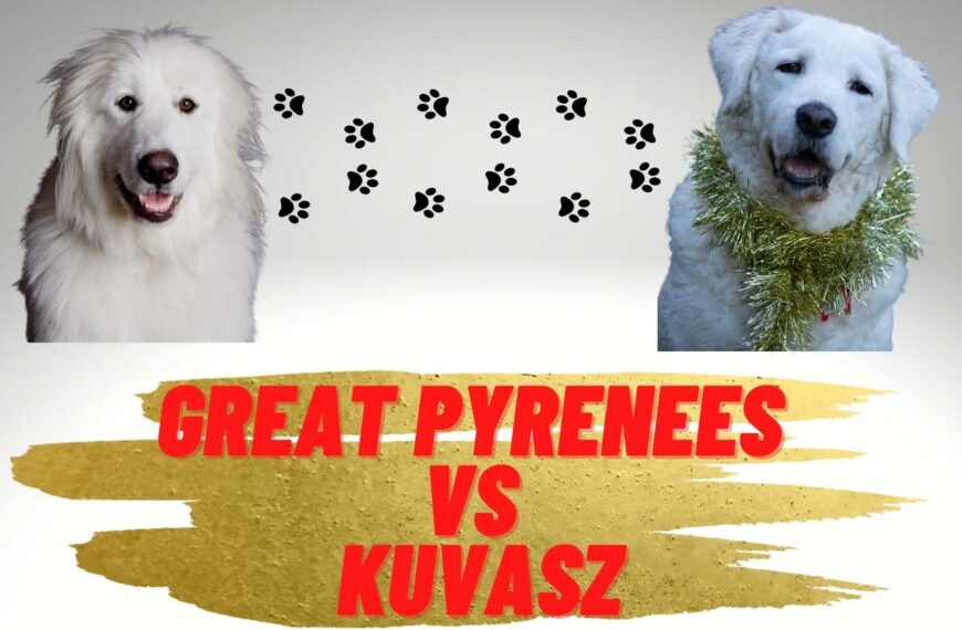 Great Pyrenees vs Kuvasz – What are the Key Differences?