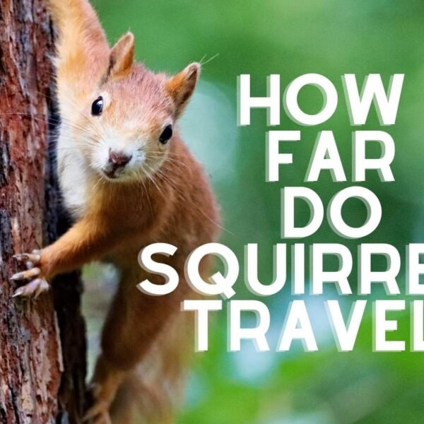 How Far Do Squirrels Travel? [Find Out]