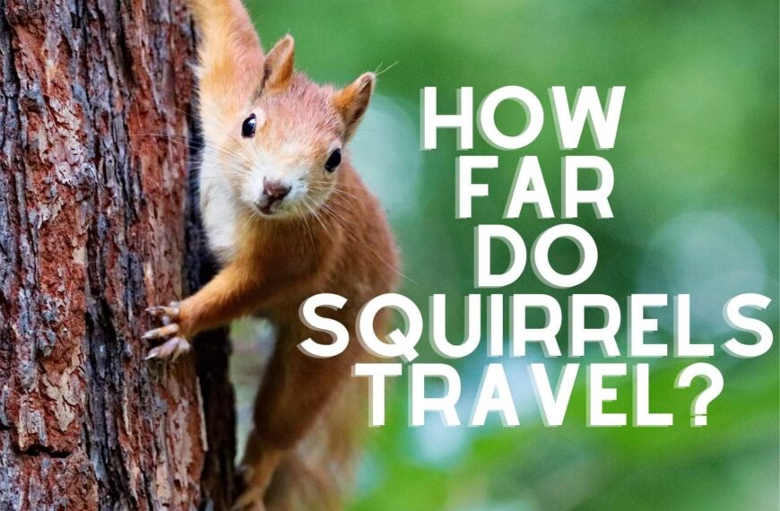 How Far Do Squirrels Travel? [Find Out]