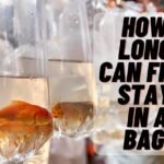 how long can fish stay in a bag