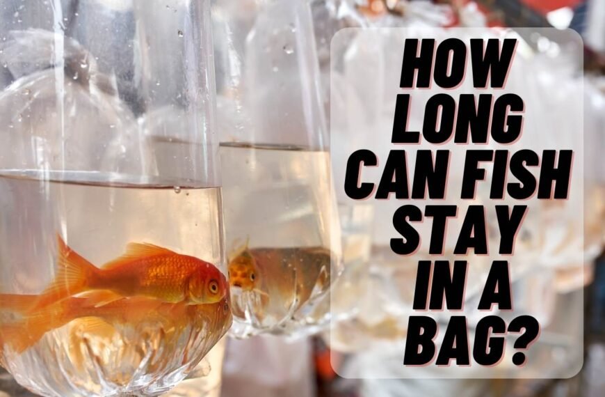 How Long Can Fish Stay in a Bag? [Shocking Facts to Know]