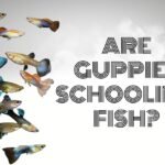 are guppies schooling fish
